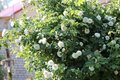 Роза парковая Alba Suaveolens
