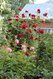 Роза кустовая Roter Korsar