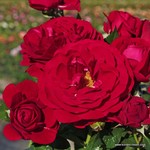 Роза "Kordes" Bordeaux