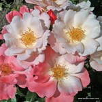 Роза "Kordes" Roseromantic