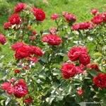 Роза "Kordes" Rose der Einheit
