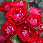 Роза "Kordes" Rose der Einheit