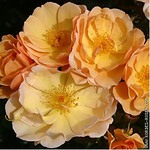 Роза "Kordes" Amber Sun