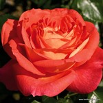 Роза "Kordes" Sommersonne