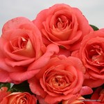 Роза "Kordes" Sommersonne