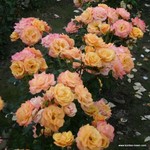 Роза "Kordes" Lusatia