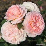 Роза "Kordes" Marchenzauber