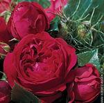 Роза "Kordes" Red Eden Rose