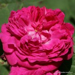 Роза "Kordes"  Rose de Resht