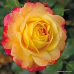 Роза "Kordes" Rose der Hoffnung