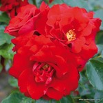 Роза "Kordes" Roter Drache