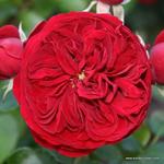 Роза "Kordes" Rotkappchen