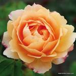 Роза "Kordes" Sonnenwelt