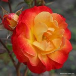 Роза "Kordes" Firebird