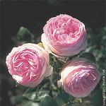 Роза "Kordes" Eden Rose 85