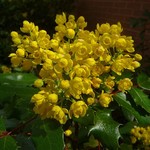 Магония  падуболистная Mahonia aquifolium