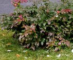 Магония  падуболистная Mahonia aquifolium
