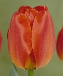 Тюльпан Дарвинов гибрид "Orange Queen"