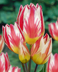 Тюльпан многоцветковый "Tricolette"