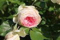 Сад Цветояр - Розы Кордес (Германия)