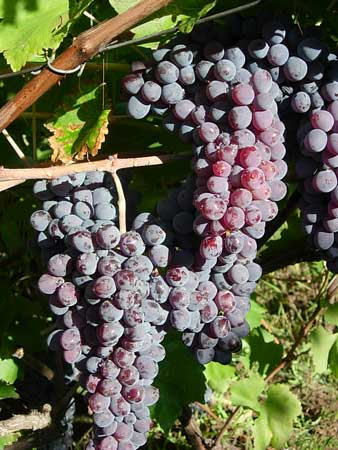 Виерул 59 виноград описание сорта фото