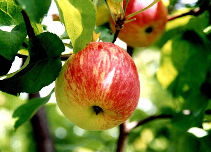 Пеструшка яблоня описание фото