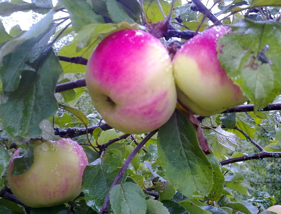 Сорта среднерослых яблонь для подмосковья с фото и описанием устойчивые к парше