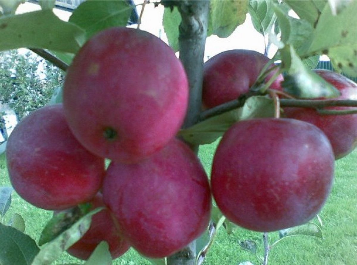 Китайка яблоня фото и описание сорта