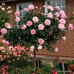 Роза "Kordes" Home & Garden
