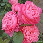 Роза "Kordes" Kolner Flora
