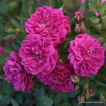 Роза "Kordes" Purple Rain