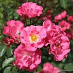 Роза "Kordes" Unisef-Rose