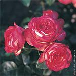 Роза "Kordes" Antike 89