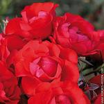 Роза "Kordes" Black Forest Rose