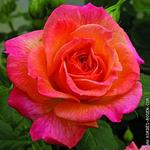 Роза "Kordes" Gartenspab