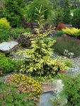 Ель восточная Aureospicata