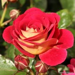 Роза "Kordes" Die Sehenswerte