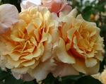 Роза "Kordes" Caramella