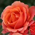Роза "Kordes" Lambada