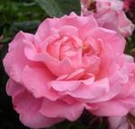 Роза "Kordes" Mein schoner Garten