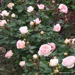 Роза "Kordes" Marchenzauber