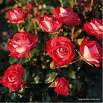 Роза "Kordes" Planted un blomen