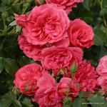 Роза "Kordes" Rosarium Uetersen