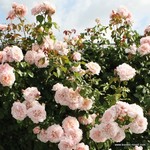 Роза "Kordes" Rose de Tolbiac