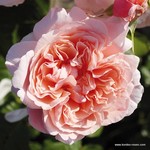Роза "Kordes" Rose de Tolbiac