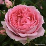Роза "Kordes" Rosenfee