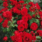 Роза "Kordes" Roter Drache