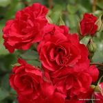 Роза "Kordes" Rotilia