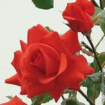 Роза "Kordes" Salita