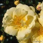 Роза "Kordes" Sunny Rose